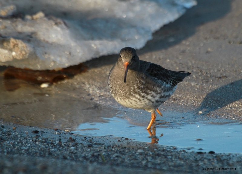 Purple sandpiper (Calidris maritima)