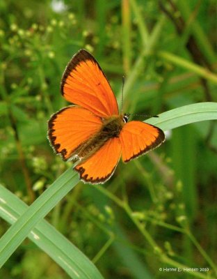 Dukatsommerfugl (Lycaena virggaureae)