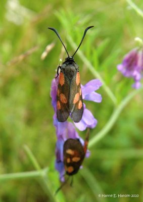 Femplettet kllesvrmer (Zygaena lonicerae)