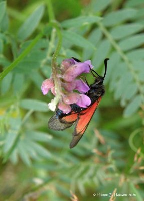 Femplettet kllesvrmer (Zygaena lonicerae)