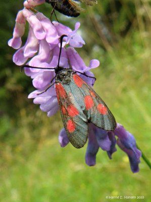 Femplettet kllesvrmer (Zygaena lonicerae)