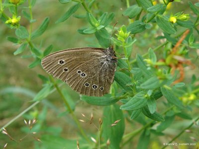 Engrandje (Aphantopus hyperantus)