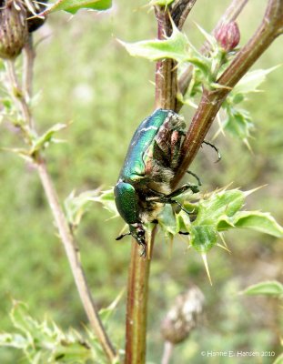 Grn guldbasse (Cetonia aurata)