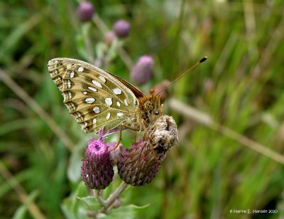 Markperlemorsommerfugl (Argynnis aglaja) 