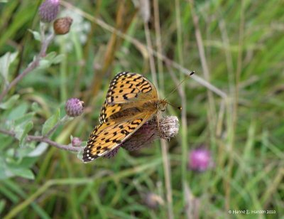 Markperlemorsommerfugl (Argynnis aglaja) 