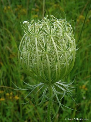 Vild Gulerod (Daucus carota)