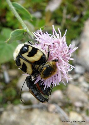 Stor humlebille (Trichius fasciatus)