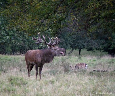 Kronhjort (Cervus elaphus)