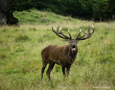 Red deer (Cervus elaphus) 