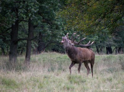 Red deer (Cervus elaphus) 