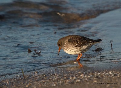 Purple sandpiper (Calidris maritima)