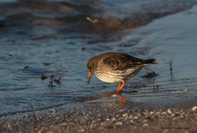 Purple sandpiper (Calidris maritima)