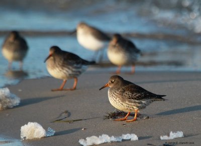 Purple sandpiper (Calidris maritima)