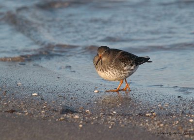 Purple sandpiper (Calidris maritima)