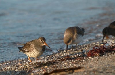 Purple sandpiper (Calidris maritima)