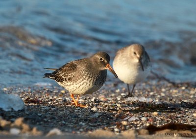 Purple sandpiper (Calidris maritima)