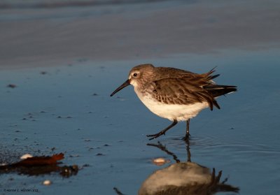 Dunlin (Calidris alpina)