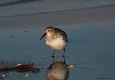 Dunlin (Calidris alpina)