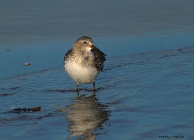 Dunlin (Calidris alpina)