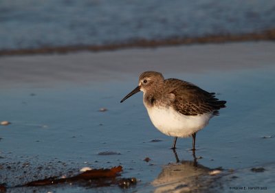 Dunlin (Calidris alpina)