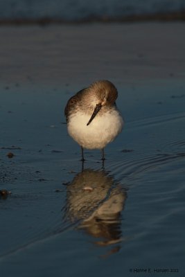Dunlin (Calidris alpina)