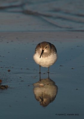 Dunlin (Calidris alpina)