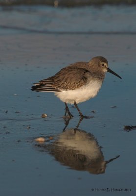 Dunlin (Calidris alpina)