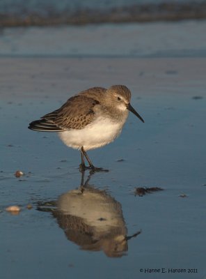 Dunlin (Calidris alpina)
