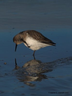 Dunlin (Calidris alpina)