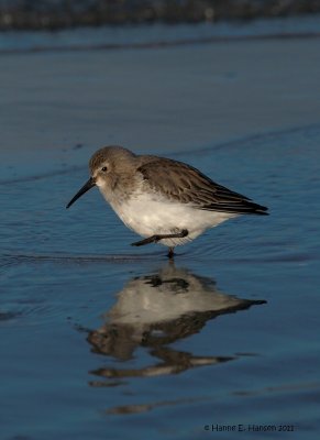 Almindelig Ryle (Calidris alpina)