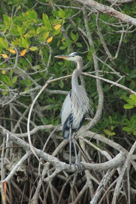 BLUE HERON .A