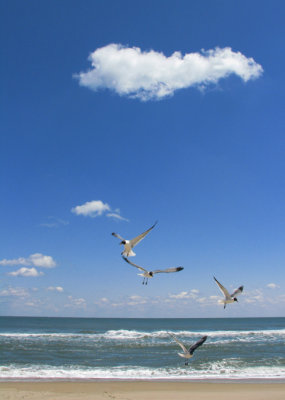 gulls feeding