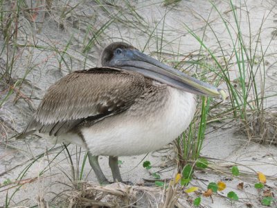 juvenile pelican