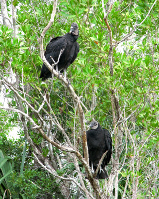 black vultures copy.JPG