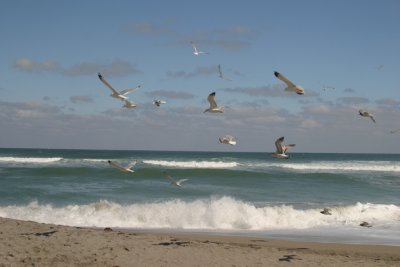 gulls terns  ruddy turnstones copy.JPG