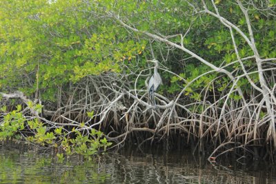 blue heron in mangrove copy.JPG