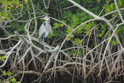 great blue heron F.JPG