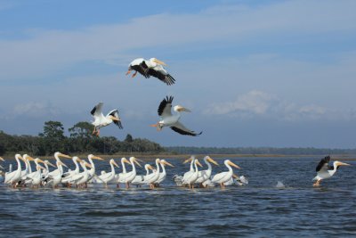 white pelicans A .JPG