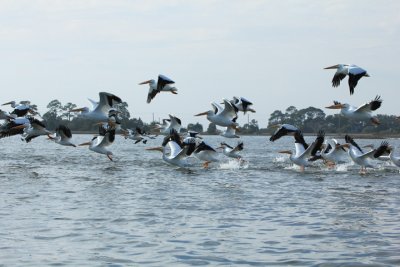 white pelicans B.JPG