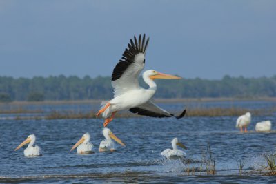 white pelican D.JPG