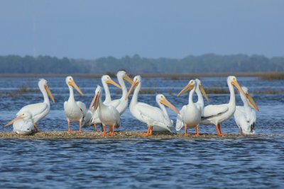 white pelican E.JPG