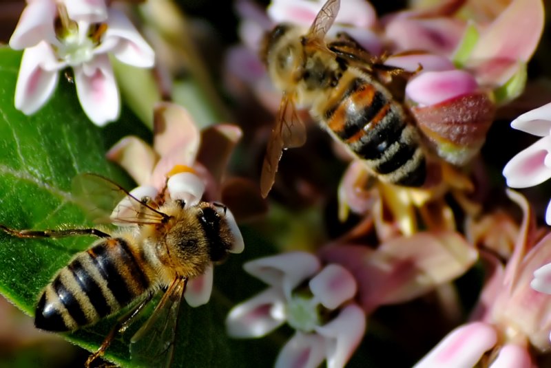 Honey bee-(Apis Mellifera)