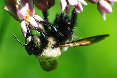 Bumble Bee (Hymenoptera, Apidae)