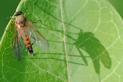 Snipe Fly-(Rhagio Mustaceus)