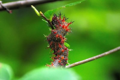 Question Mark Caterpillar-(Polygonia Interrogationis)
