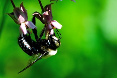 Bumble Bee (Hymenoptera, Apidae)