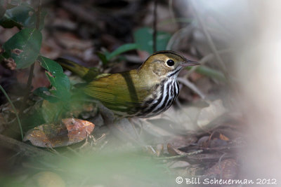 Ovenbird