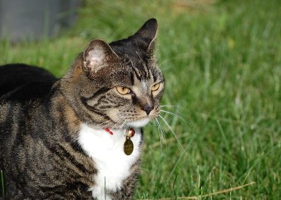 Chester009.JPG
