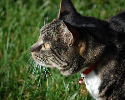 Chester015.JPG