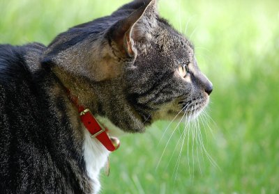 Chester017.JPG